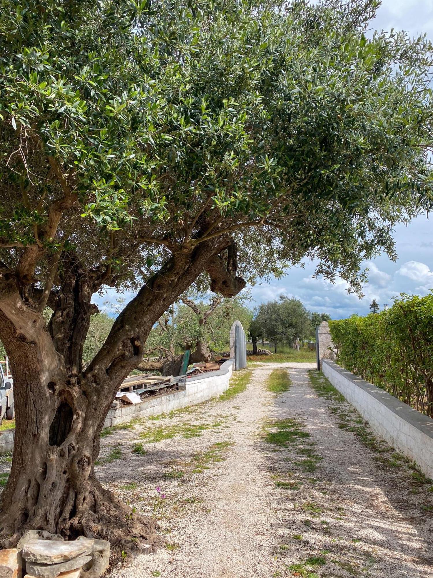 Trullo Pinto Apartman Locorotondo Kültér fotó